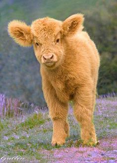 a brown cow standing on top of a lush green field next to purple flowers and trees