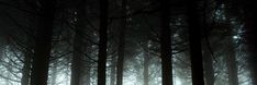 a forest filled with lots of tall trees covered in fog and light shining through the branches