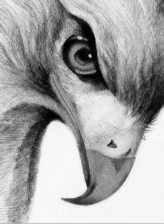 a pencil drawing of an animal's face