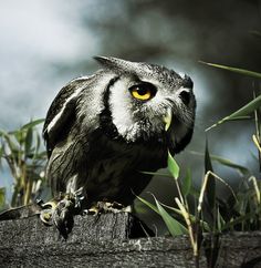 an owl sitting on top of a wooden post