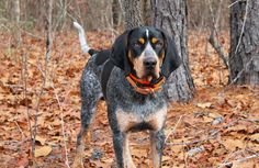 a black and brown dog standing on top of leaf covered ground next to some trees