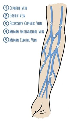 a diagram of the arm and wrist with different vein types