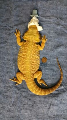 a small yellow lizard sitting on top of a blue cloth covered bedding with a white hat on it's head