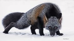 a fox in the snow looking for food