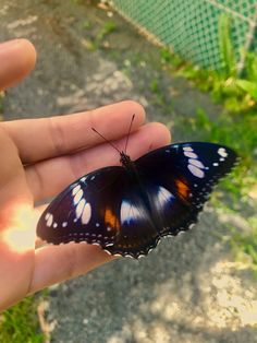 a butterfly that is sitting on someone's hand