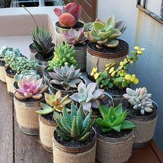 there are many succulents in the pots on the table