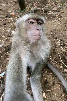 a close up of a monkey on the ground