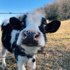 a black and white cow standing in front of a wire fence looking at the camera