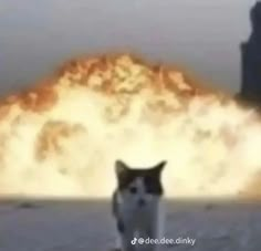 a black and white cat standing in front of a large explosion