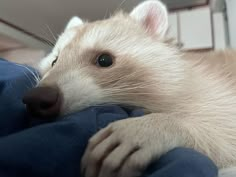 a white ferret laying on top of a blue blanket