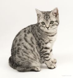 a gray and black striped cat sitting on top of a white floor looking at the camera