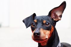 a small black and brown dog sitting on top of a cement floor next to a white wall