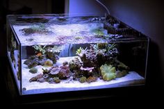 a fish tank filled with lots of different types of corals and seaweed in it