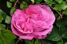 a pink rose is blooming in the middle of some green leaves on a tree