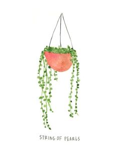 a plant hanging from a string with the words, string of pearls on it's side