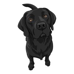 a black dog with brown eyes is looking at the camera and it's front paws are