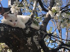 Sugar Glider, Silly Animals, Cat Person, Cat Aesthetic, Silly Cats, Pretty Cats, 귀여운 동물, Cuteness Overload, White Cat