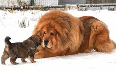 a large brown dog standing next to a small brown dog on top of snow covered ground