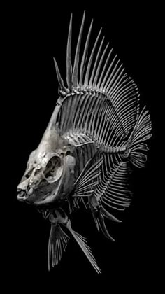 a fish skeleton is shown in this black and white photo, it looks like an animal's head