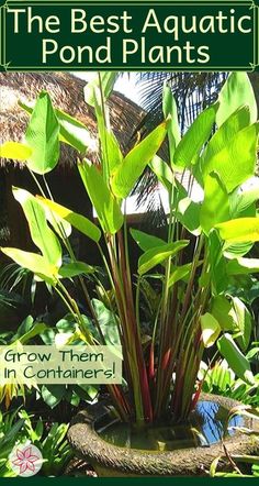 the best aquatic pond plants grow them in containers