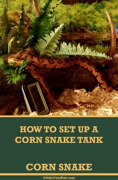 a close up of a fake snake with text overlay reading how to set up a corn snake tank