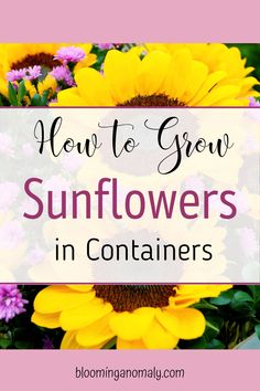 sunflowers with text overlay how to grow sunflowers in containers