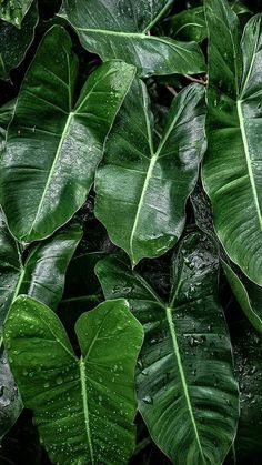 green leaves with drops of water on them