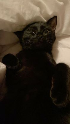 a black cat laying on top of a bed under a white comforter with its paws in the air