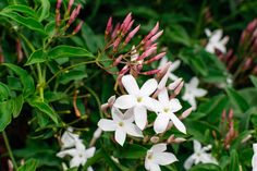 white and pink flowers with green leaves in the background stock images, royalty photos & more