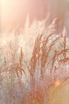 some very pretty looking plants in the grass with sun shining through them and blurry