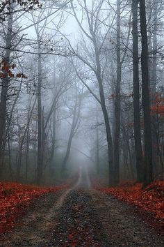 a dirt road in the middle of a forest with trees and leaves on both sides