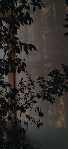 the sun is shining through some leaves in front of a window