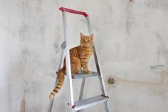 an orange tabby cat sitting on top of a steplader in front of a wall