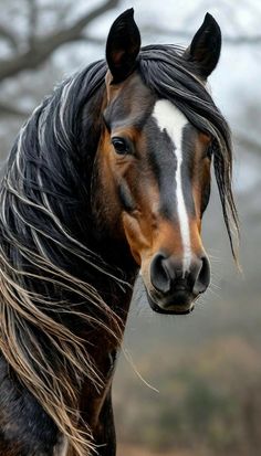 a brown and white horse with black manes