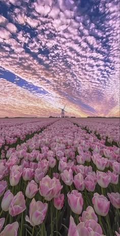 a field full of pink tulips under a purple sky with clouds in the background