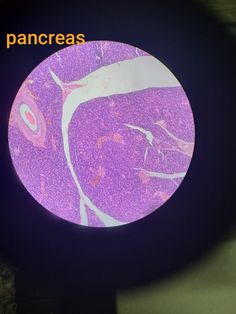 a close up of a purple and white circle with the words pancreas on it