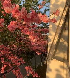 pink flowers are blooming on the trees in front of a white wall and window