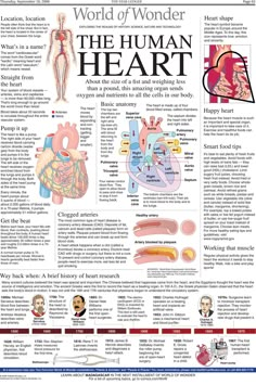 the human heart is shown in this article, which includes information about its functions and functions