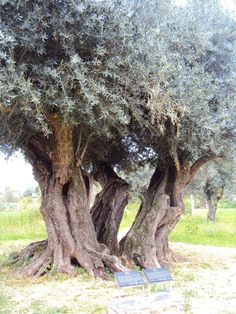 an old olive tree with two benches under it