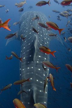 a whale is surrounded by fish in the ocean