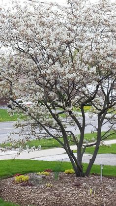 a red fire hydrant sitting in the middle of a flower bed next to a tree