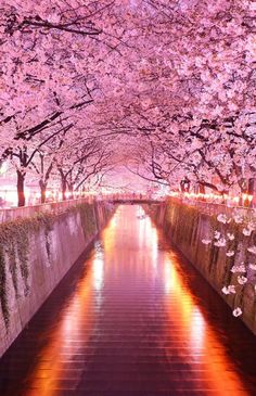 the walkway is lined with cherry blossom trees and reflecting water in the river at night