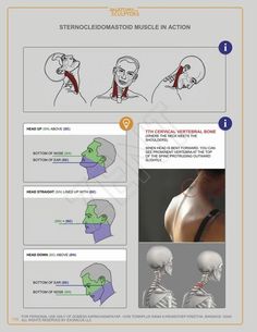 instructions for the neck and shoulder muscles