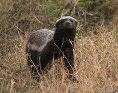 a small animal standing in the middle of tall grass and weeds, with its head turned to the side