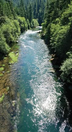 a river flowing through a lush green forest