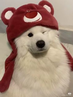 a white dog wearing a red hat with big eyes and a scarf around it's neck