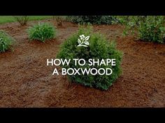 the words how to shape a boxwood plant in front of some bushes and shrubs