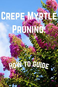 purple flowers with the words crepe myrtite pruning how to guide