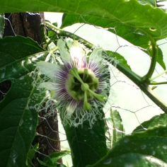 a close up of a flower on a tree