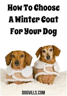 two dogs dressed up in winter clothes with the words how to choose a winter coat for your dog